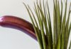 What you Should Know About Penis Health penis