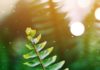 The African Blue Basil’s Health Benefit green leaf