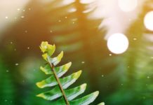 The African Blue Basil’s Health Benefit green leaf