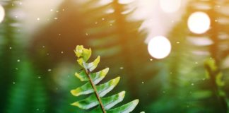 Staying Healthy with Jute Leaves green leaf
