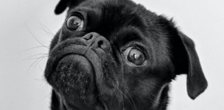 Rabies: Causes, Signs, Prevention, Treatment dog