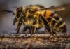 Amazing Insects You Can Eat bee