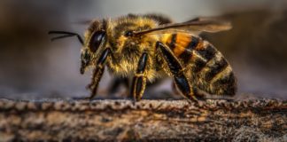 Amazing Insects You Can Eat bee
