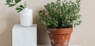 14 Health Benefits of Girdle Pod