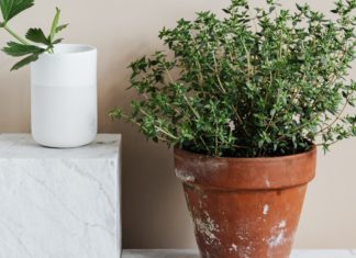 14 Health Benefits of Girdle Pod