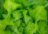 Let’s Talk About Lettuce! lettuce