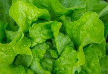 Let’s Talk About Lettuce! lettuce