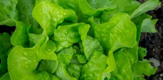 Wild Lettuce; Health Benefits, and Potency lettuce