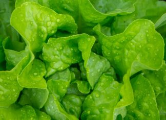 Wild Lettuce; Health Benefits, and Potency lettuce