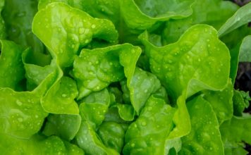 Let’s Talk About Lettuce! lettuce