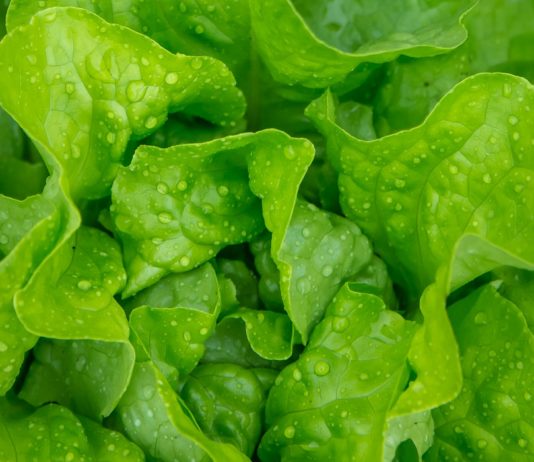 Let’s Talk About Lettuce! lettuce