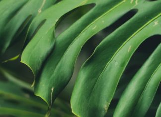 12 Amazing Health Benefits of Bread Fruit green plant