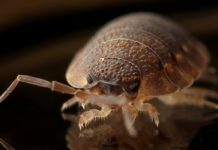 Tired of Bed Bugs? bug
