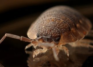 Tired of Bed Bugs? bug