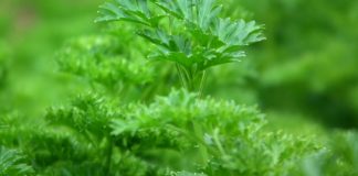 19 Health Benefits of Parsley