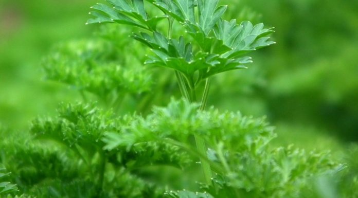 19 Health Benefits of Parsley