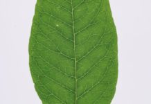 Find Out How Healthy Bitter Leaves Are bitter leaf