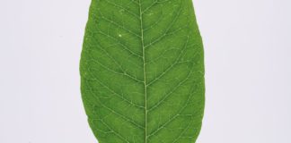 Find Out How Healthy Bitter Leaves Are bitter leaf