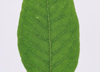 Find Out How Healthy Bitter Leaves Are bitter leaf