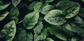 Betel Leaves Might Be All You Need leaves