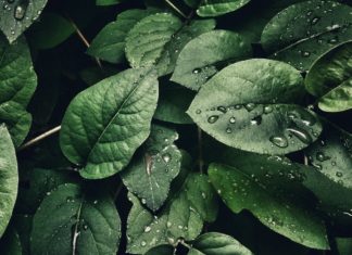 Betel Leaves Might Be All You Need leaves