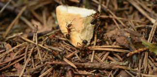 Insects You Should Avoid fire ants