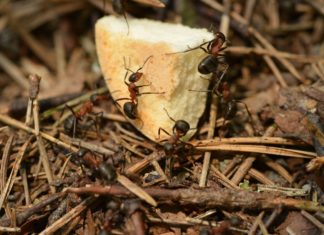 Insects You Should Avoid fire ants