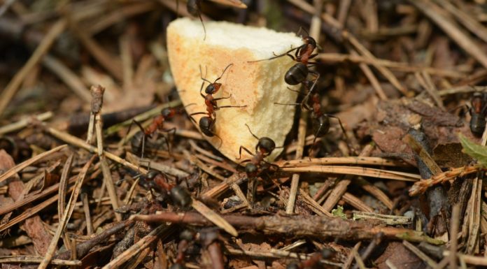 Insects You Should Avoid fire ants