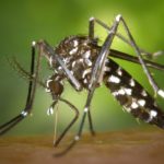 6 Plants That Repel Mosquitoes Naturally deadly insect