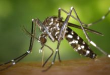 9 Natural Remedies or Mosquito Bites deadly insect