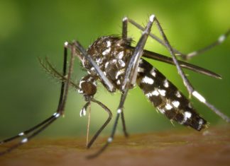 6 Plants That Repel Mosquitoes Naturally deadly insect