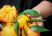Clementine Is Not Just Juicy riped clementine