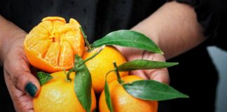 Clementine Is Not Just Juicy riped clementine
