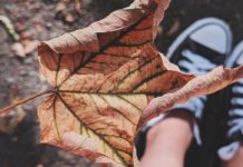 Health Risks of Dry Air fallen dry leaf