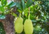 16 Health Tips on Jackfruit jackfruit