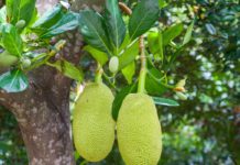11 Health Benefits of Kamias Fruit jackfruit