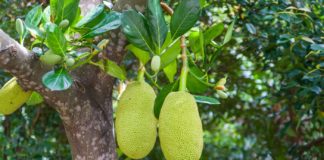 16 Health Tips on Jackfruit jackfruit