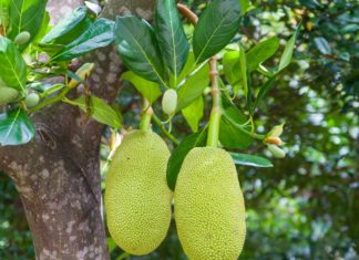 16 Health Tips on Jackfruit jackfruit