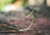 How Strong is Your Faith about Mustard Seeds? mustard