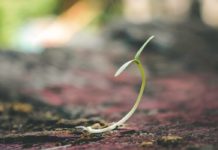 How Strong is Your Faith about Mustard Seeds? mustard