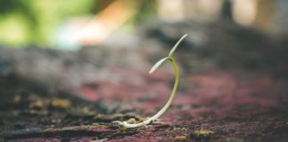 How Strong is Your Faith about Mustard Seeds? mustard