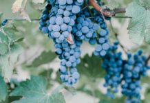 Chaste Berry chaste berry