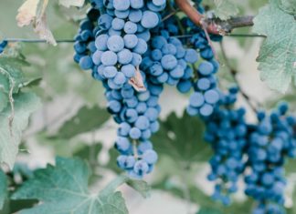 Chaste Berry chaste berry