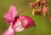 Jewelweed: Health and Medicinal Benefits Touch-me-not