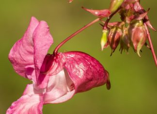 Jewelweed: Health and Medicinal Benefits Touch-me-not