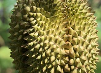Let Durian Perform The Magic! king of fruits