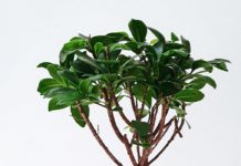 Herbs for A Better Liver Health herb for immune