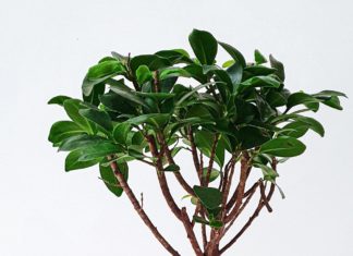 Herbs for A Better Liver Health herb for immune