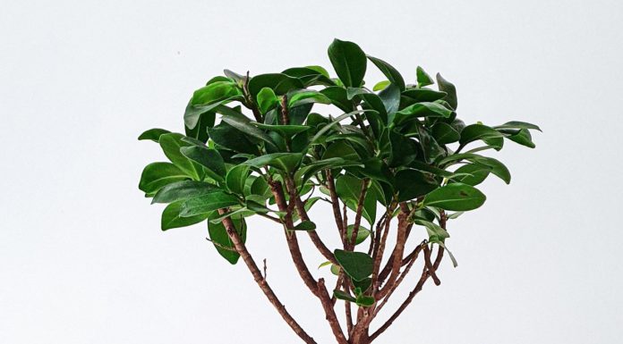 Herbs for A Better Liver Health herb for immune