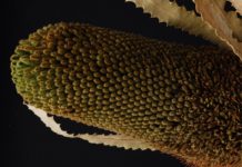 What Ringworm Plant Can Do for You Christmas candle